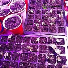 seed trays